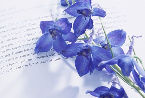 夏天可在室内摆放的驱蚊虫花草 - 新闻中心 - 九