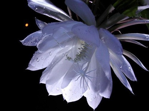 青岛昙花现奇观 56朵昙花齐绽放